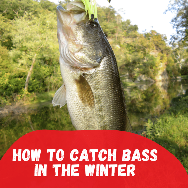 How to catch bass in the winter – Tips and Techniques