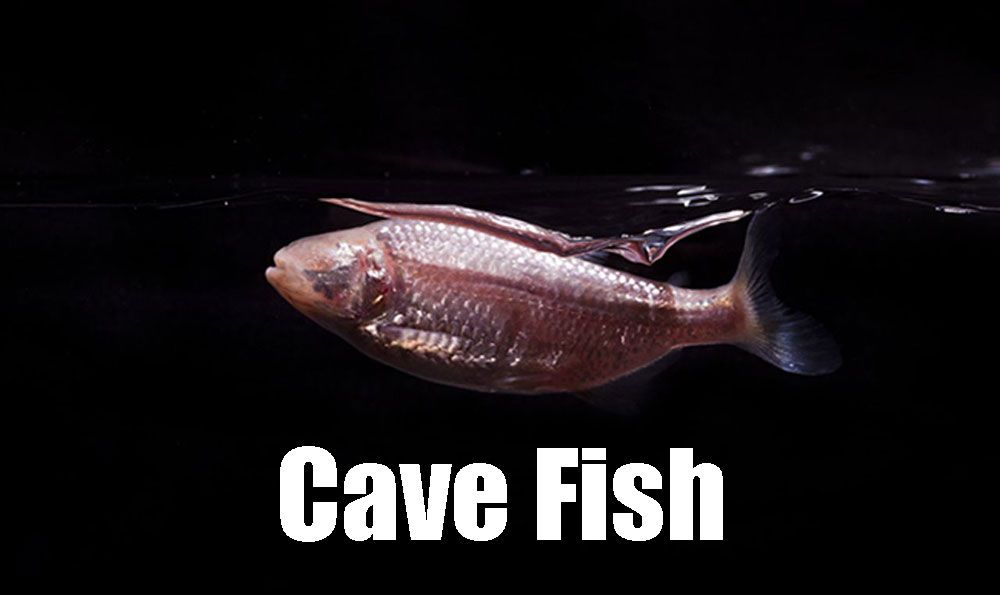 cave fish are blind