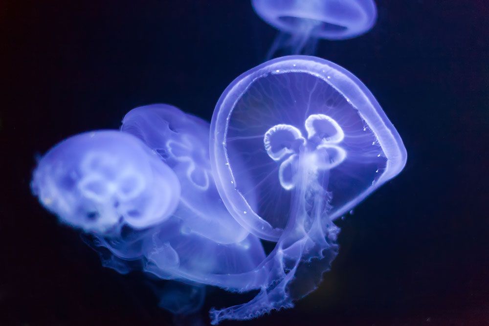 Jellyfish