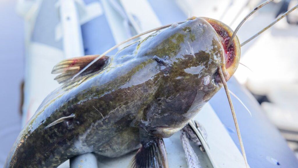 Best Fishing Rods For Catfish
