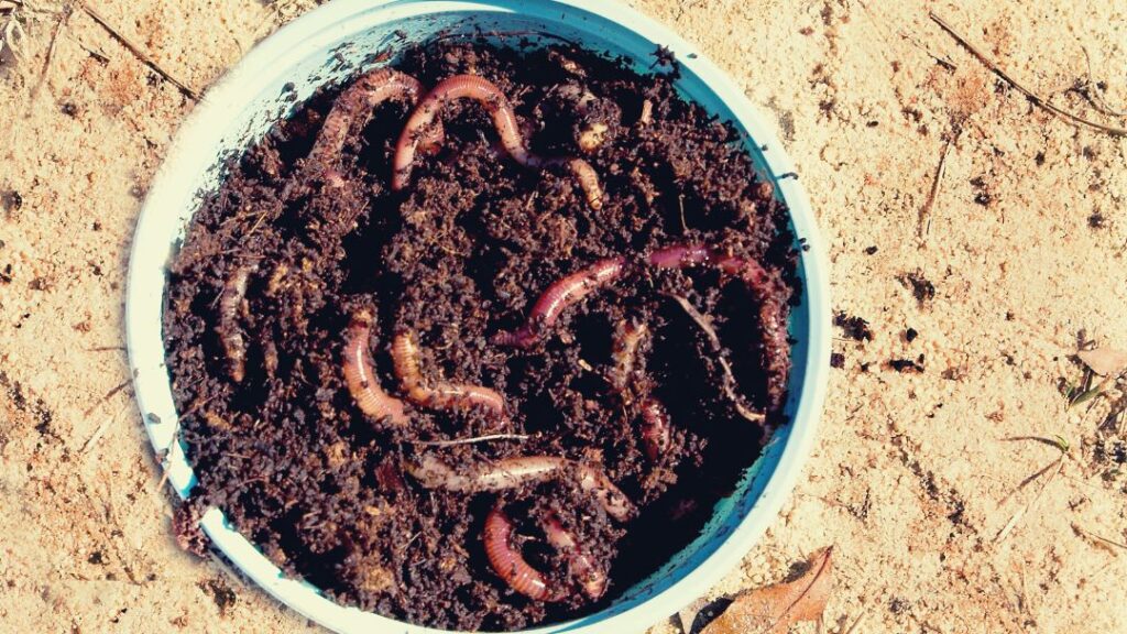 Best Worms For Salmon Fishing