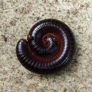 Blackworms