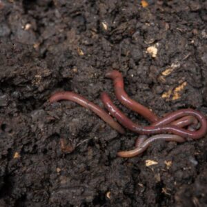 Dendrobena Worms