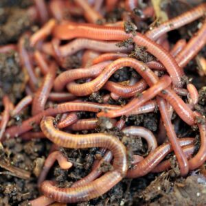 Dew Worms