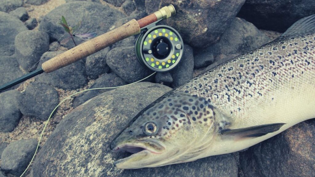 How To Set Up A Fly Rod For Salmon Fishing