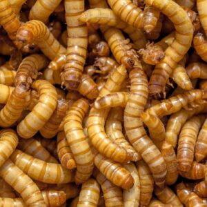 Mealworms