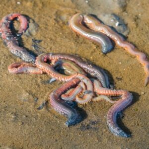 Ragworms