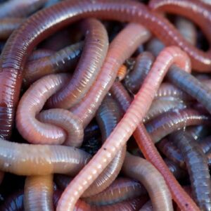 Redworms