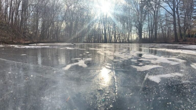 When a Pond Freezes what Happens to the Fish