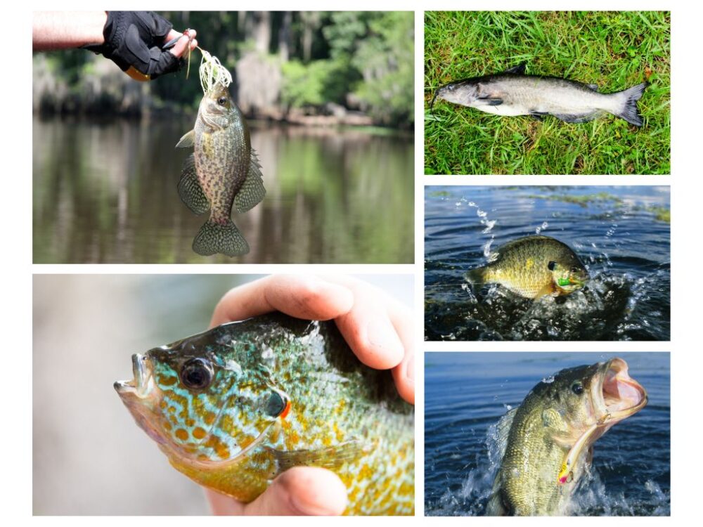 common edible pond fish species