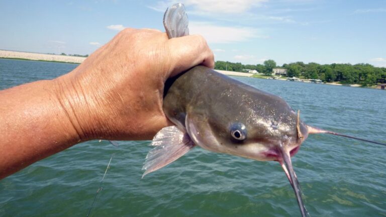Where Do Catfish Hang Out