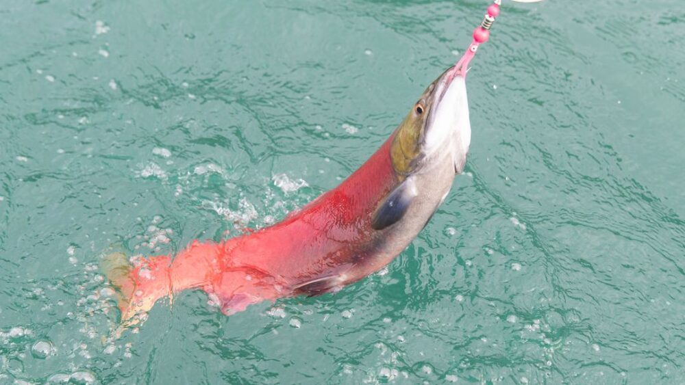 Is Salmon Fishing Dangerous? Tetra Hook