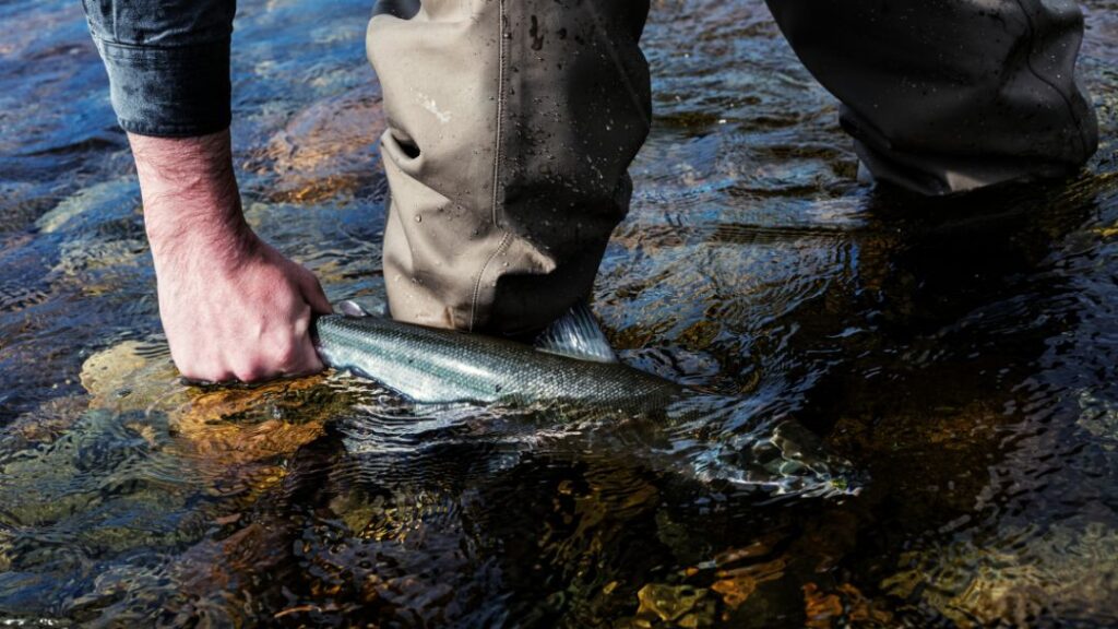 What States Have Salmon Fishing