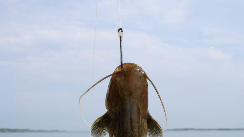 What Kind Of Hooks For Catfish