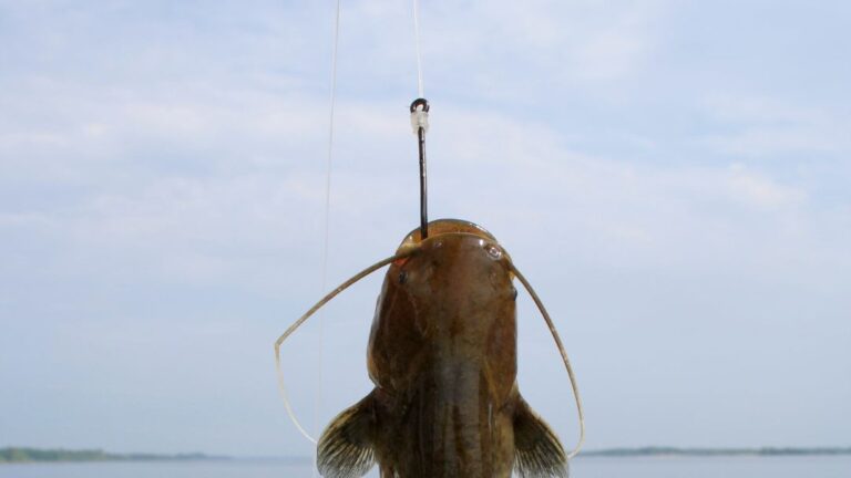 What Kind Of Hooks For Catfish?