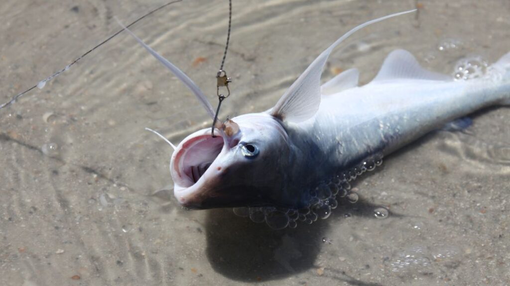 Do Catfish Hook Themselves