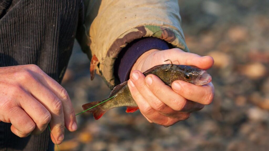 Where To Hook Live Bait For Catfish – Tetra Hook