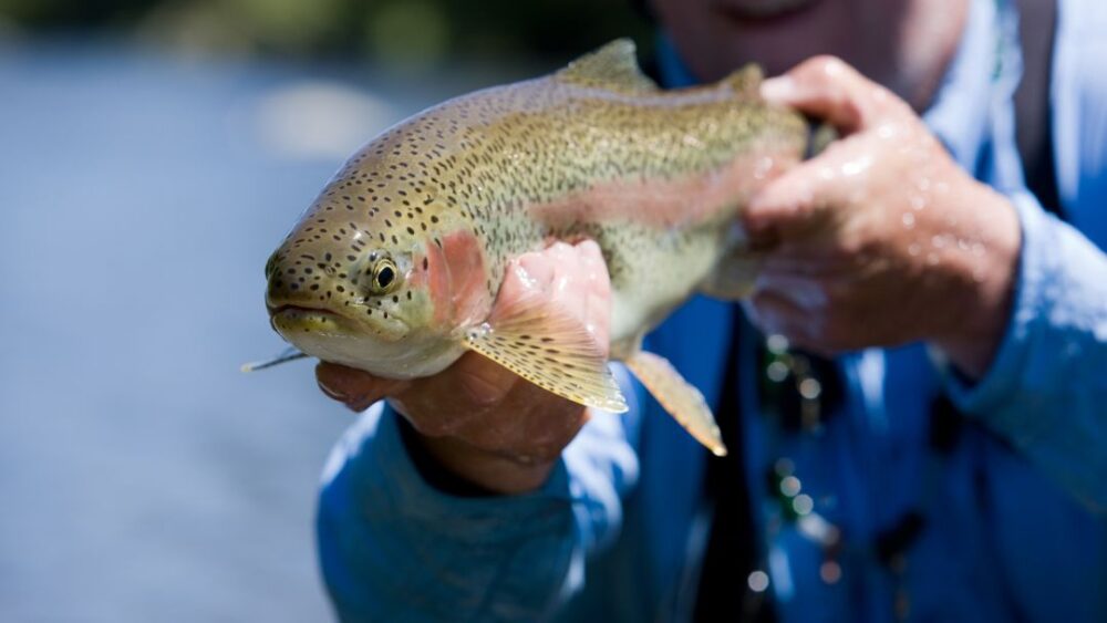 Bead Fishing For Trout The Right Technique Tetra Hook