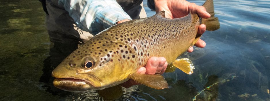 Brown Trout