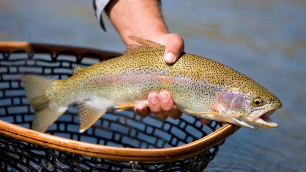 Caught Rainbow Trout
