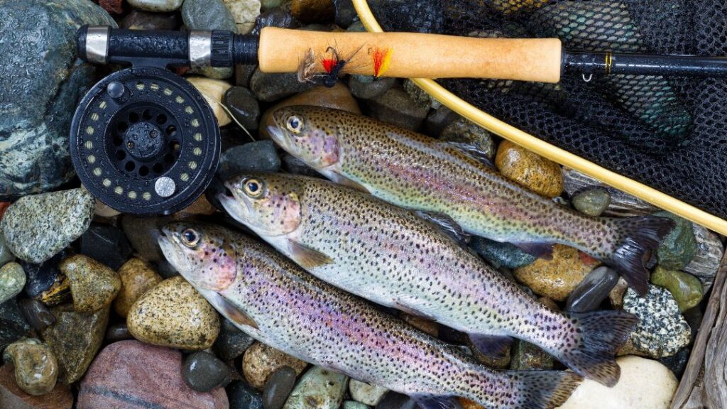 Centerpin Fishing For Trout