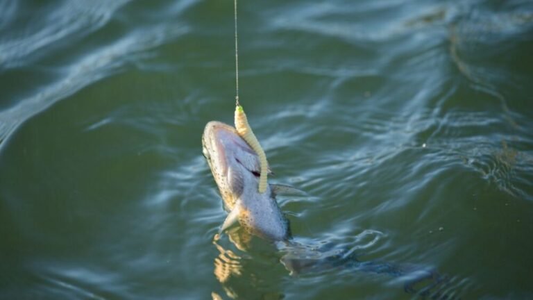 Jigging For Salmon
