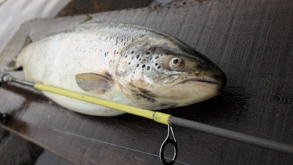Spin Fishing Salmon