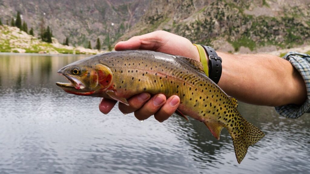 Trout Fishing Spots