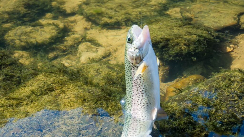 Best Bait For Rainbow Trout