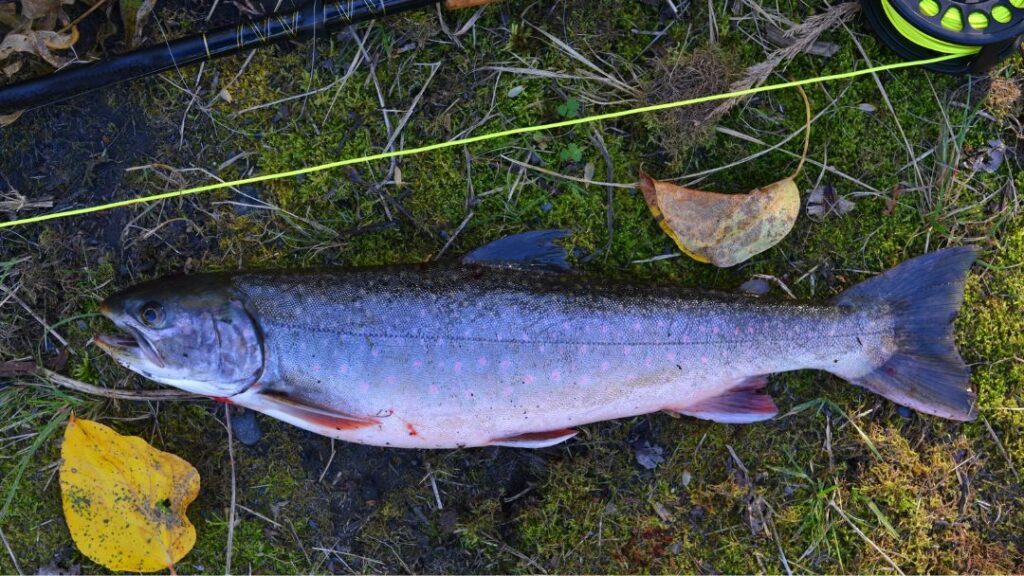 Dolly Varden Trout Fishing