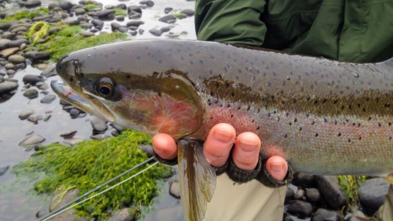 Spin Fishing For Steelhead