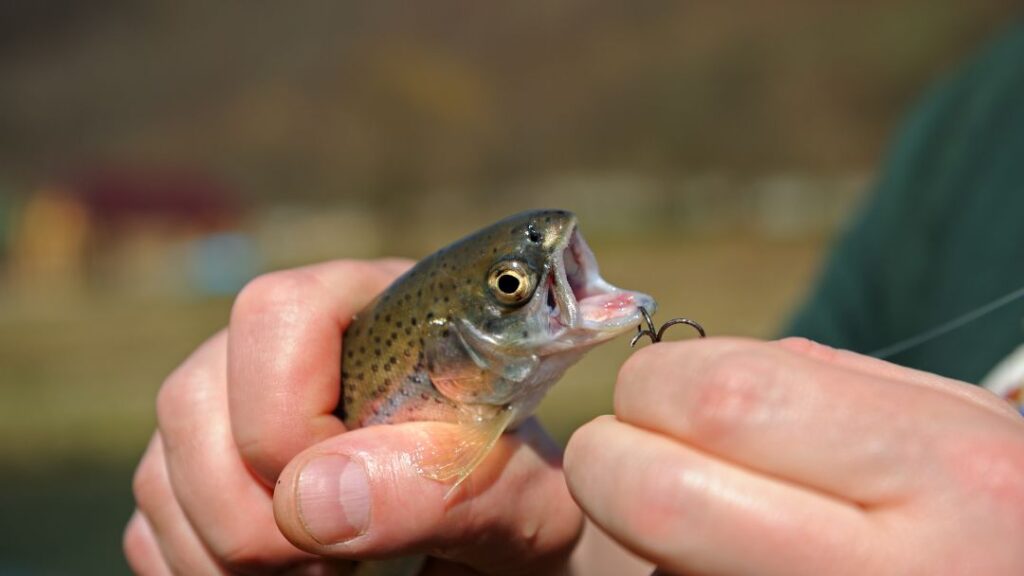 Best Hook Size For Trout: Tested By Experts – Tetra Hook