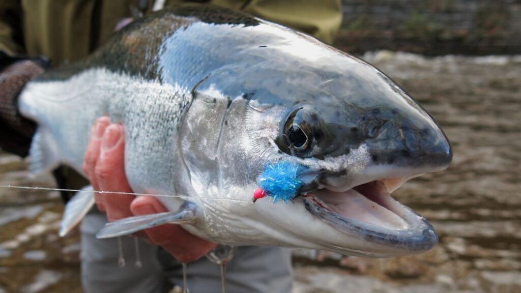 Steelhead Baits