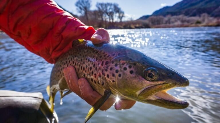 Pound Test Leader For Trout