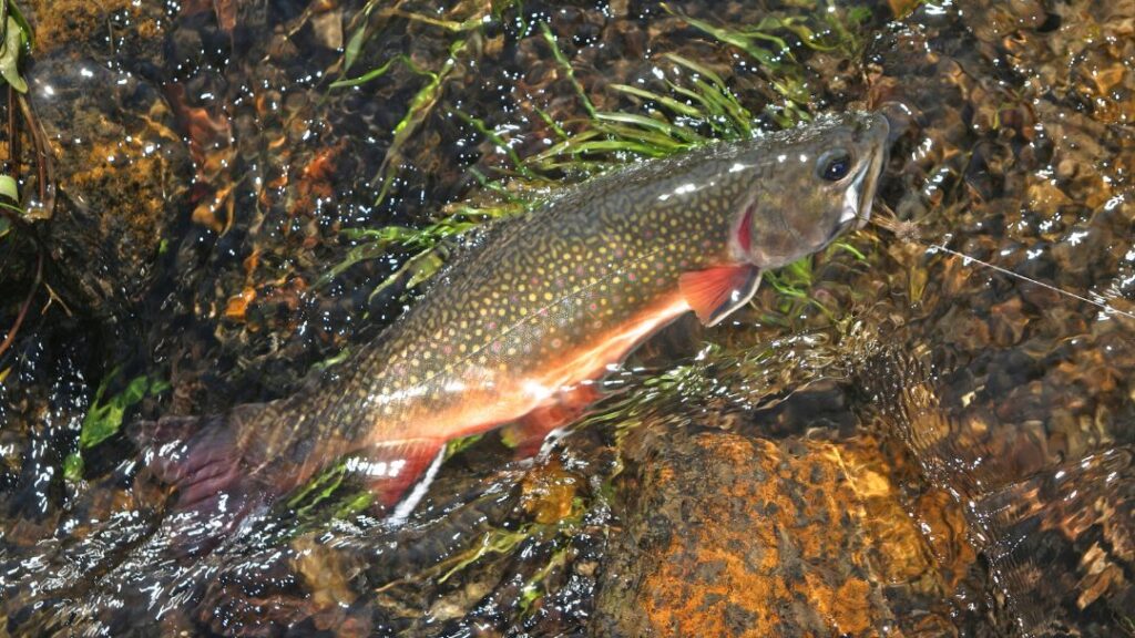 Bait For Brook Trout