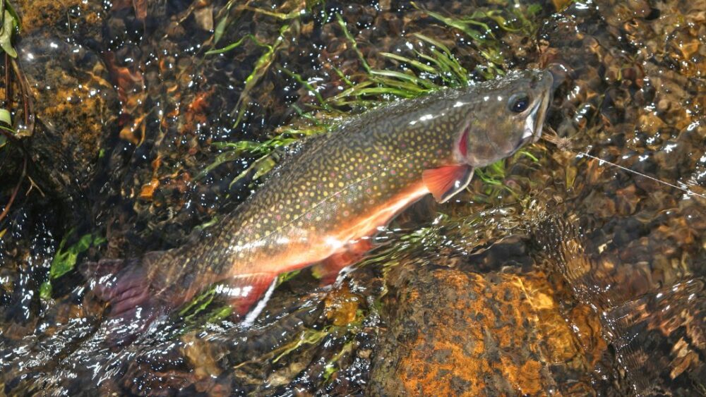 Best Bait For Brook Trout Tetra Hook