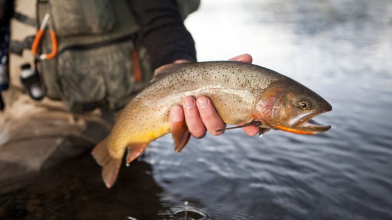 Trout Fishing in Summer