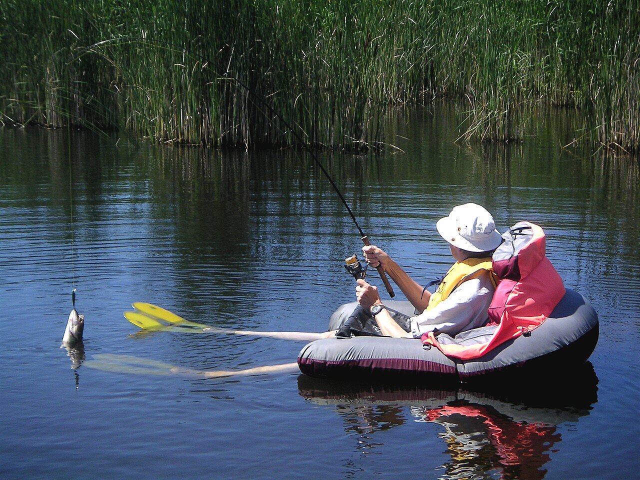Angler fishing for bass from a float tube with swim fins on a reedy pond