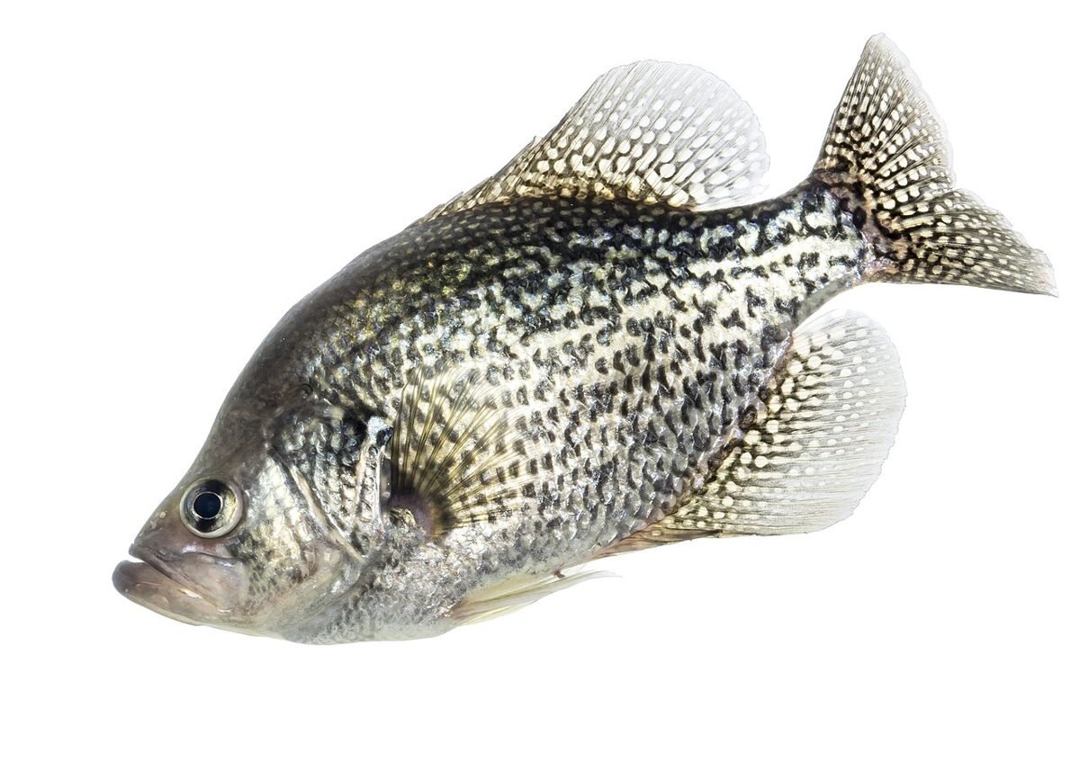 Black crappie (Pomoxis nigromaculatus) side view showing its speckled pattern