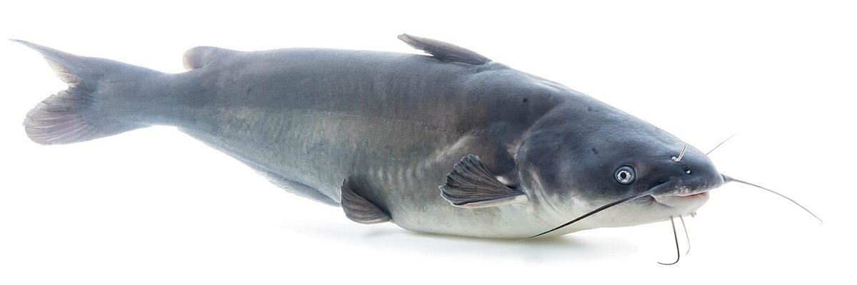 Blue catfish side view