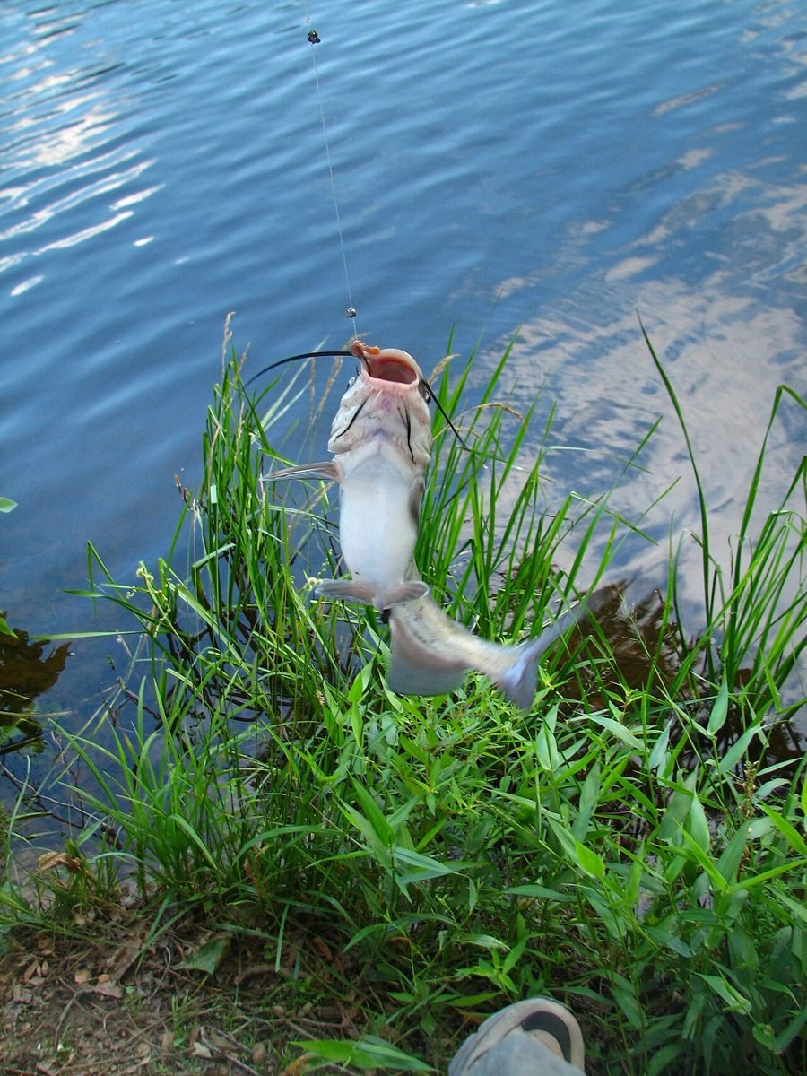 Catfish being lifted out of the water onto a grassy bank