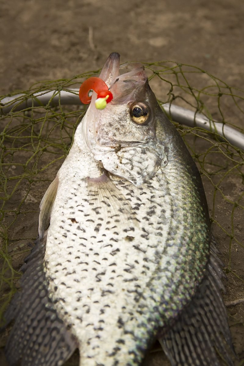Black crappie in a landing net with a small jig in its mouth