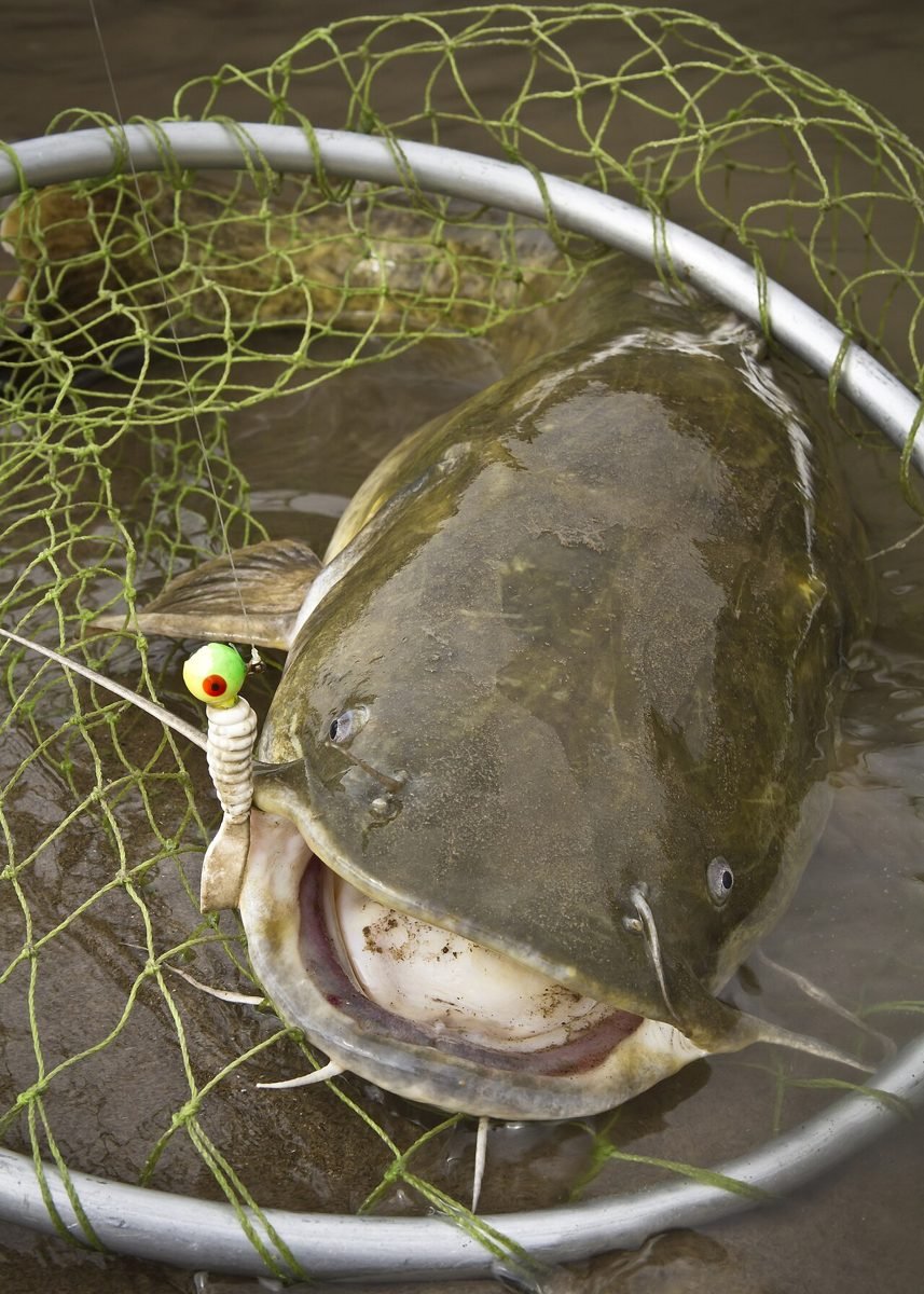 Flathead catfish in a landing net with the rig still in its mouth