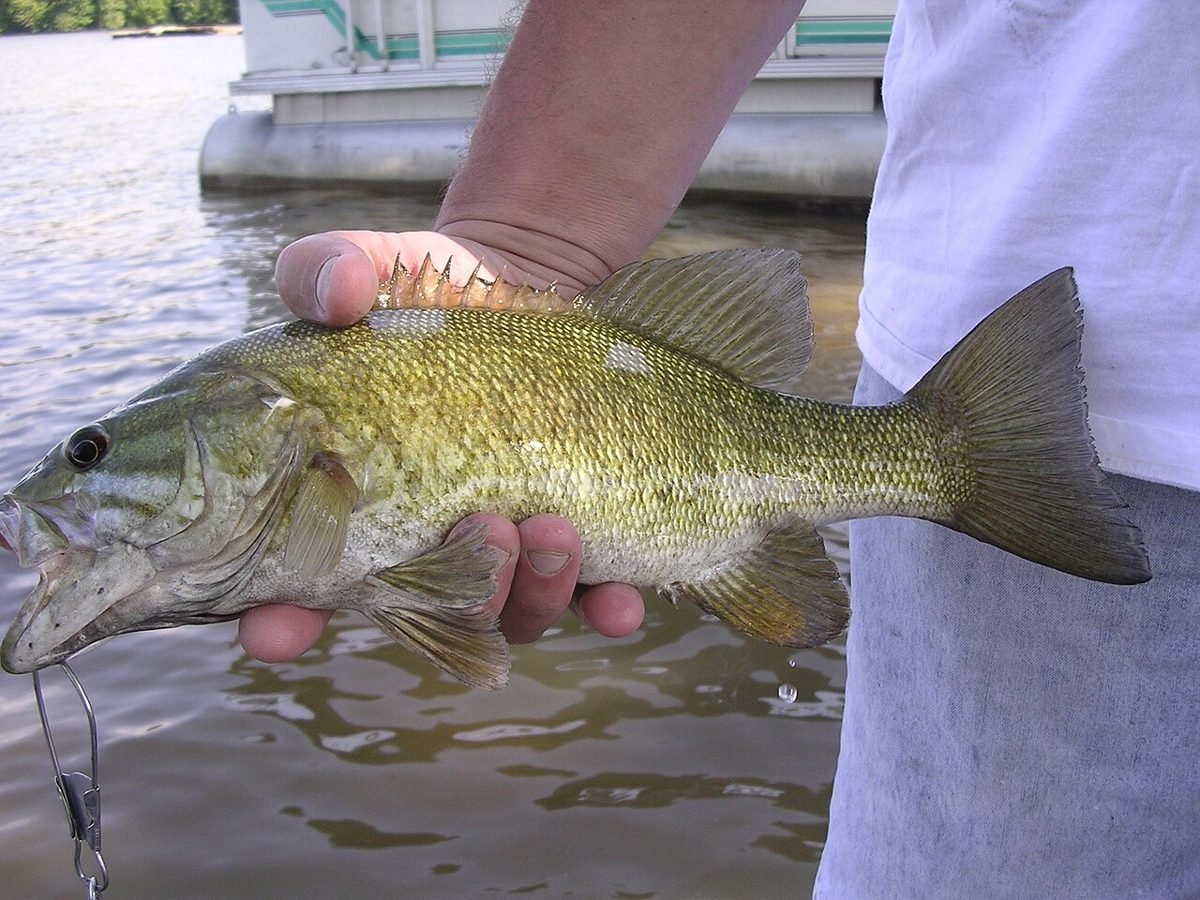 Angler holding a smallmouth bass over clear water